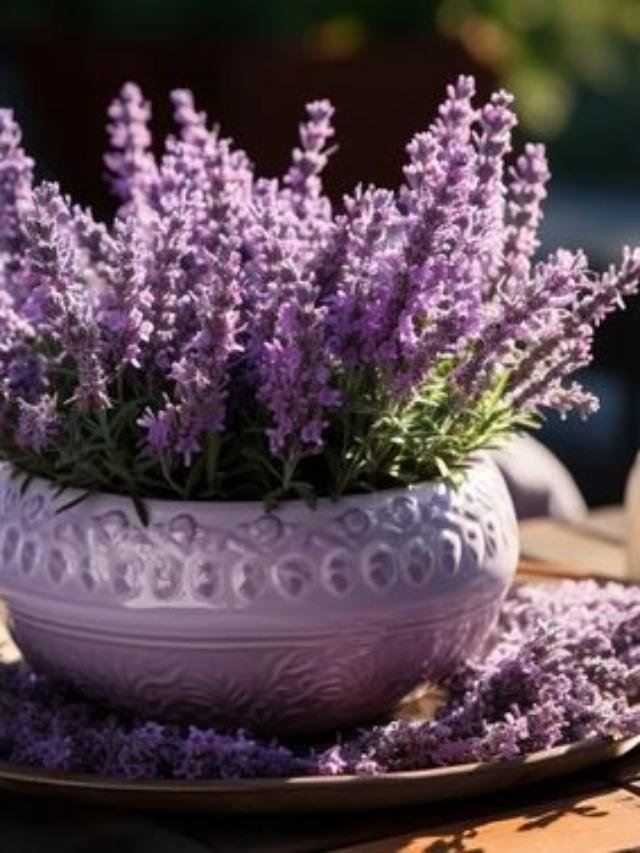 Como Plantar Lavanda de Forma Simples e Eficaz