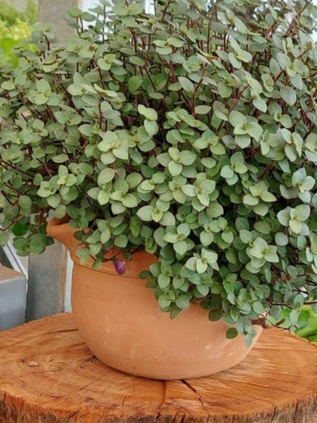 Plantas Que Vão Deixar Sua Casa Super Cheirosa