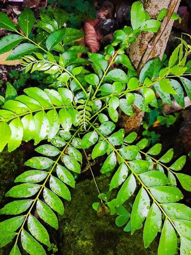 Planta Aromática que Ajuda a Reduzir o Açúcar no Sangue