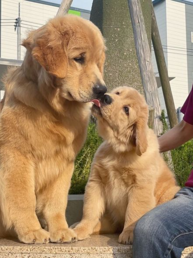 Golden Retrievers do Brasil