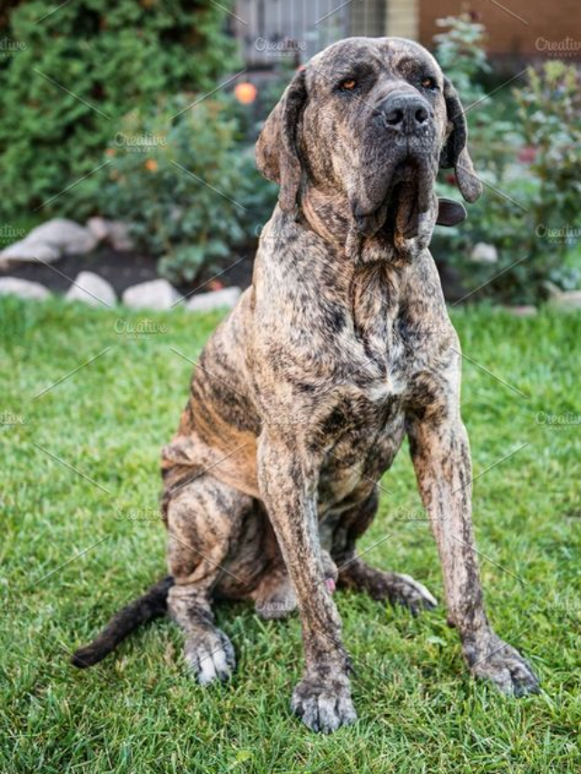 Cães Brasileiros Que Fizeram a Diferença: Histórias Inspiradoras de Cães de Serviço e Terapia