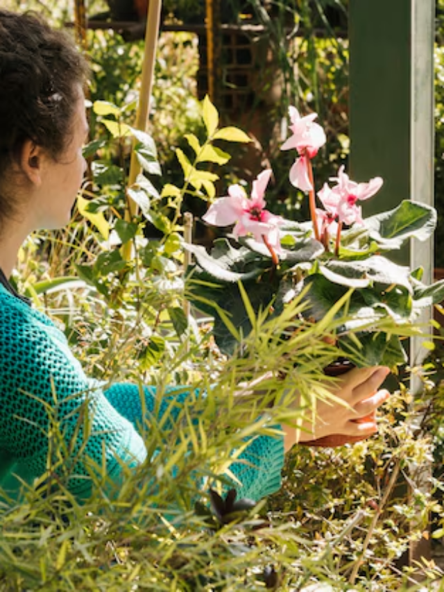 Sustainable Brazilian Backyards