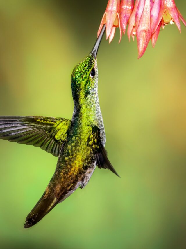 green hummingbird pollinating on pink petaled flowers